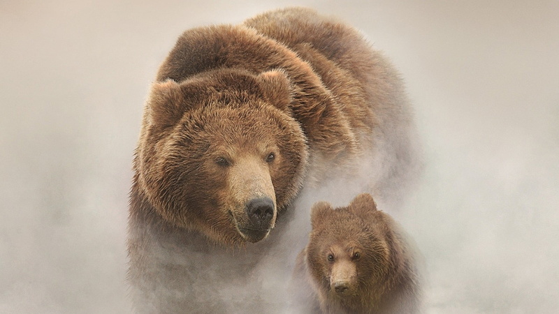cub, Russia, hair, outdoors, young animal, Land of the bears, 1080P, documentary, nature, portrait, filmed in Russia, mammal, animal family, animal, bear