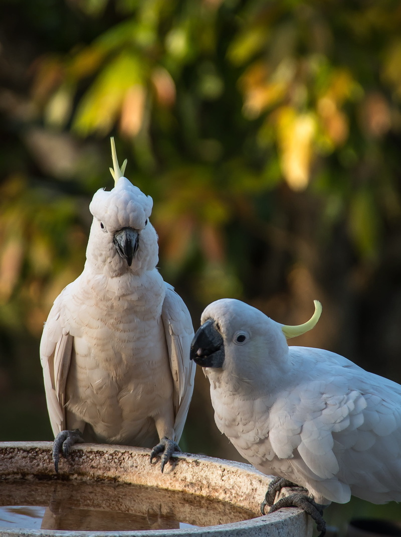 animal themes, 2K, front view, nature, white, animal family, feather, native, outdoors, queensland, parrots, wild, focus on foreground, cacatua galerita