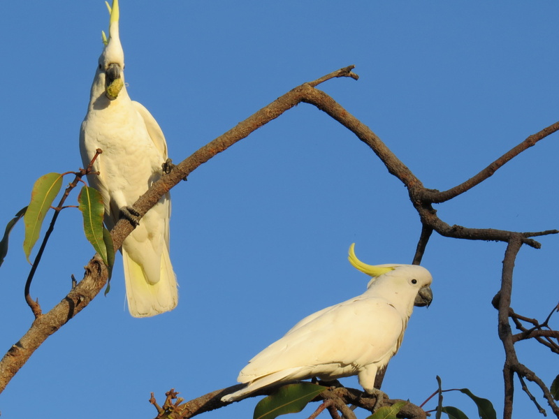 fauna, native, wing, clear sky, bird, sulphur, avian, noisy, animal themes, sky, no people, perching, blue, wildlife, flight, colorful, tree, nature, yellow