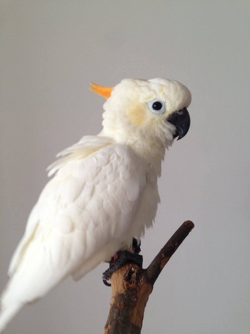perching, day, sunflower parrot, sunflower, beak, one animal, animal, close-up, white color, bird, branch, animal wildlife, nature, studio shot, cockatoo