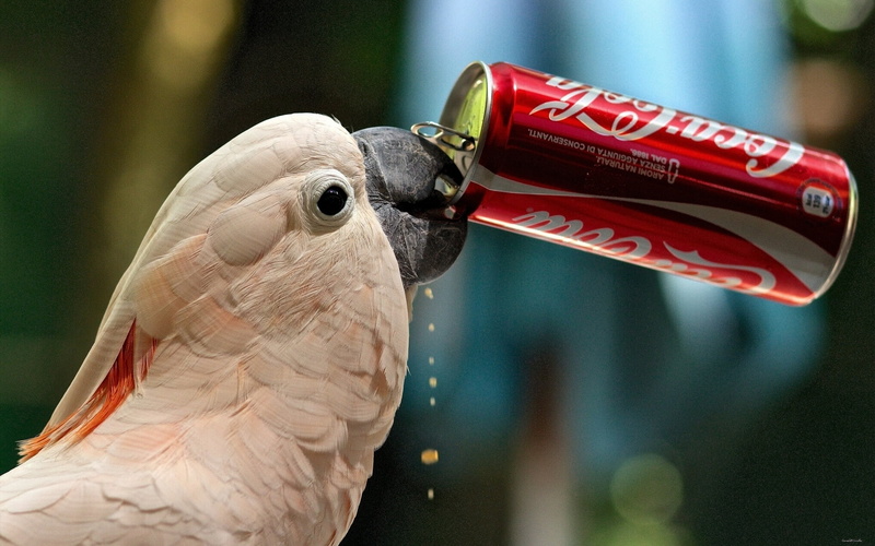 bird, no people, animal body part, animal themes, profile view, parrot, day, animal, outdoors, thirst, animals in the wild, 1080P, crested, focus on foreground