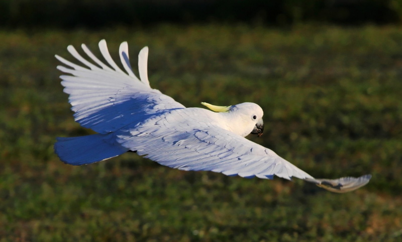 Parrot, 1080P, Bird, Flight, Sulphur-crested Cockatoo, Wings, Birds