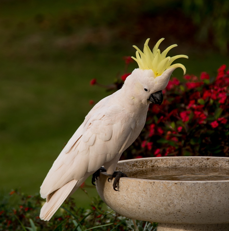 sulphur crested cockatoo, feather, australia, cockatoo, day, animal wildlife, animals in the wild, flowering plant, plant, white color, focus on foreground