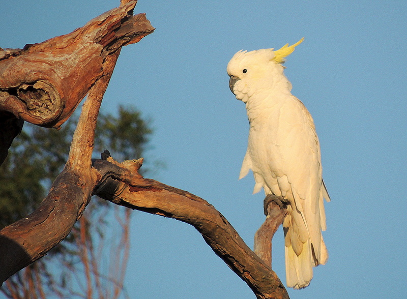 animal themes, avian, Cockatoo, low angle view, animal wildlife, animal, Australian, branch, no people, wildlife, sulphur-crested, tree, group of animals