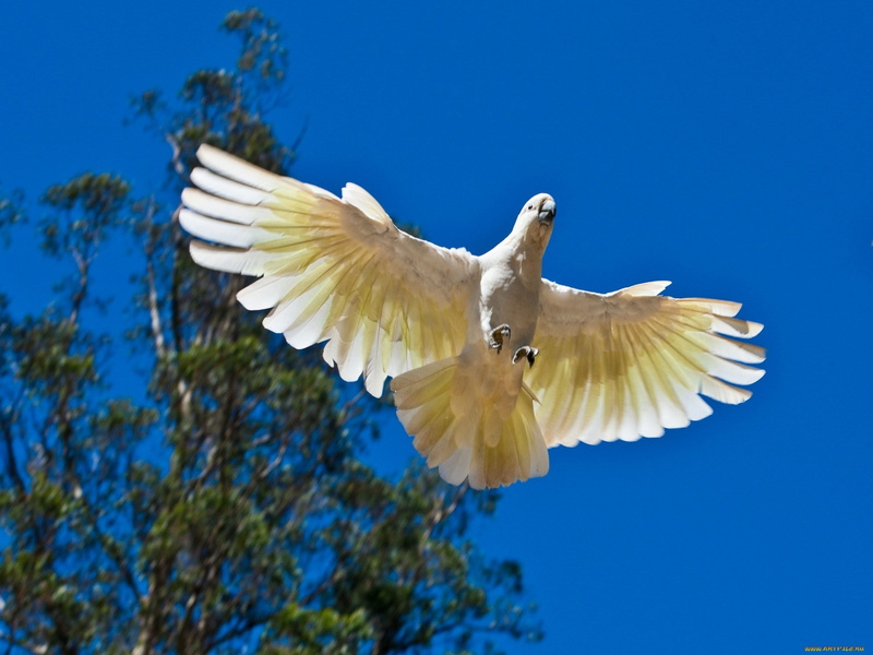 1080P, sulphur crested cockatoo