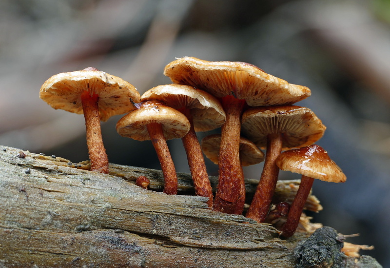 vegetable, no people, day, fungus, focus on foreground, edible mushroom, toadstool, log, land, forest, nature, clustered woodlover, mushroom, close-up
