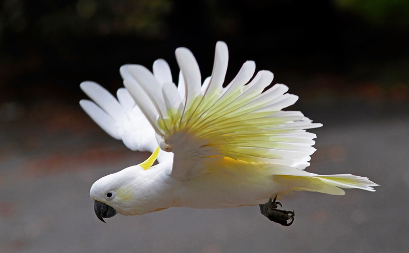 parrot, flower, animal wildlife, animal themes, sulphur crested cockatoo, cockatoo, day, profile view, one animal, nature, no people, outdoors, focus on foreground