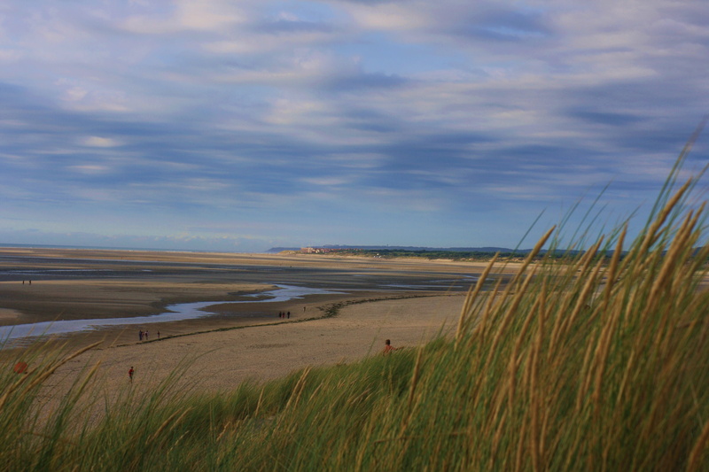 ocean, beach, landscape, tranquility, day, field, grass family, low tide, wetland, grassland, grass, sky, scenics - nature, morning, timothy grass, steppe