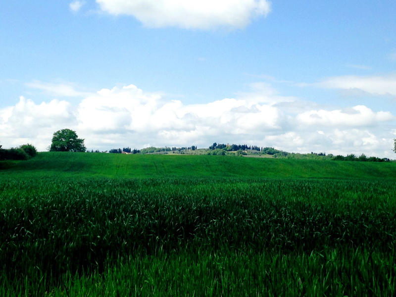 freedom, rural area, no people, plant, prairie, opportunity, lawn, paddy field, green color, habitat, grass family, farm, soil, sky, cloud - sky, horizon