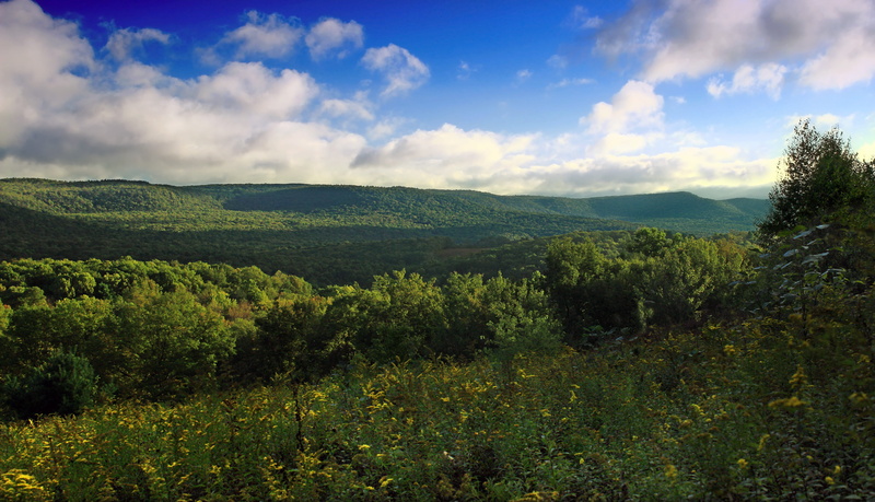 ecosystem, Horizon, hiking, glacierpoolspreserve, green color, merrilllinnervice, flower, forest, autumn, lycomingcounty, stack, the horizon, plateau, pennsylvania