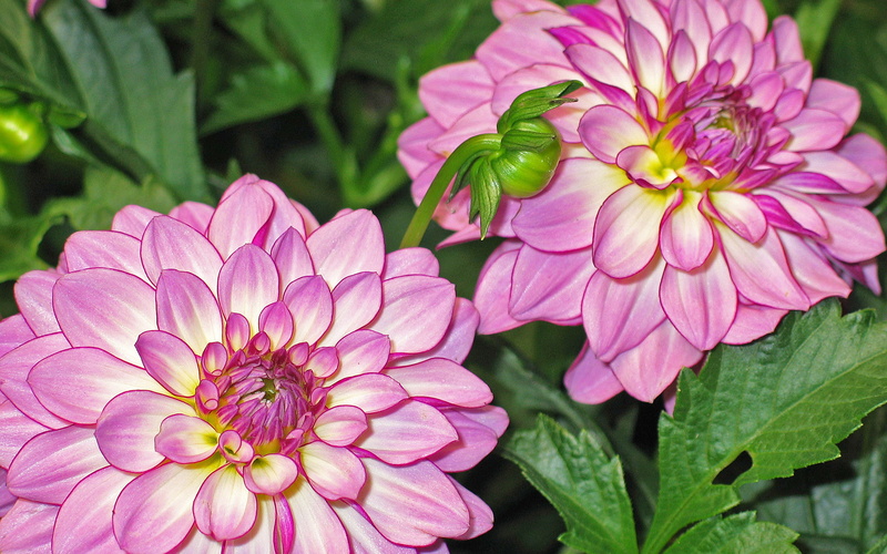no people, freshness, image, focus on foreground, fragility, flower, outdoors, pollen, plant, flower head, dahlia, growth, category, plant part, 5K, org