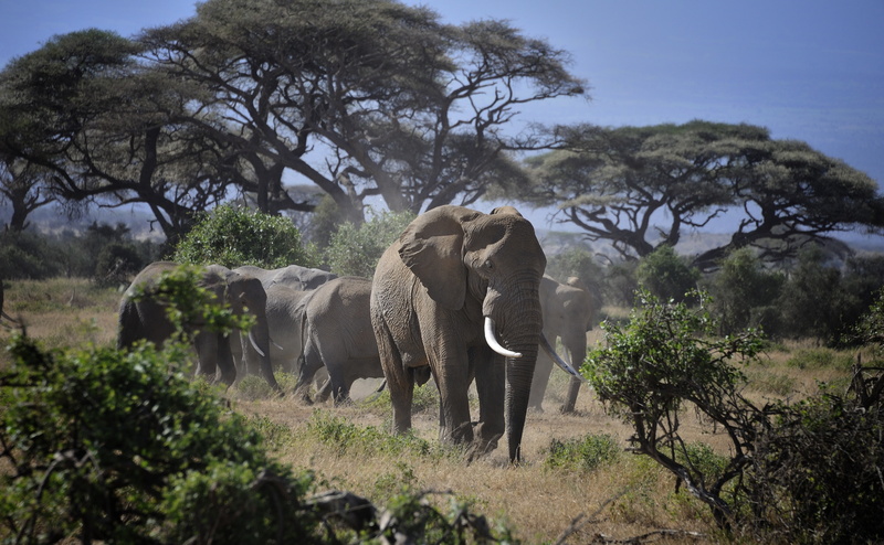 animals in the wild, acaciatrees, tourism, Trees, conservation, View, sky, Kenya, Tour, day, group of animals, animal trunk, Nature, Trip, 4K, Animals