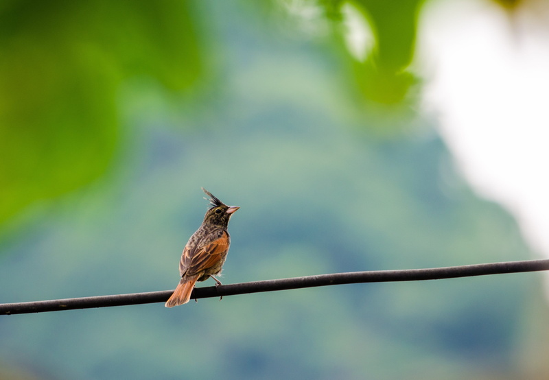nature, green color, plant, melophus lathami, hummingbird, animal themes, animal wildlife, 2K, bird, no people, iucn, one animal, animals in the wild