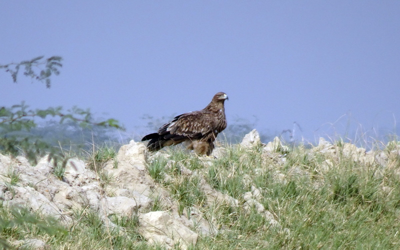 clear sky, outdoors, raptor, animal themes, vadla, iucn, plant, bird of prey, animal wildlife, land, aquila heliaca, eagle, day, majestic, grass, profile view