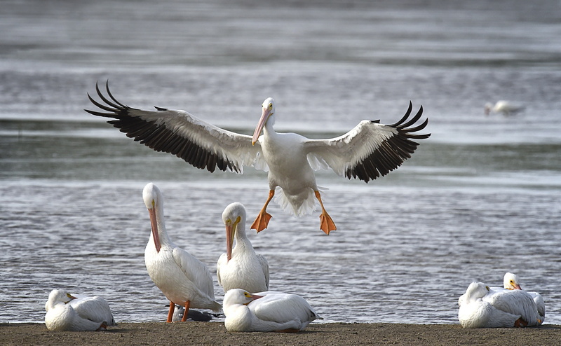 Natural, Island, Protect, Adventure, whitepelicans, Tour, Scenery, Sanibel, Species, Refuge, IUCN, touristattraction, wildlife, Trip, Holiday, visit, Nature