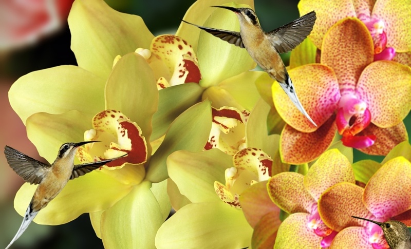 two, pollen, orquideas, orchids, focus on foreground, plant, orchid pink, bird, full frame, shot, birds, ornamental plant, beauty in nature, beija flor