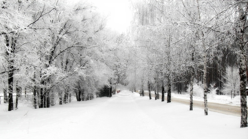 tranquility, single Lane Road, scenics - nature, snow, tree, street, tranquil Scene, winter, park - Man Made Space, branch, sky, white color, cold - Temperature