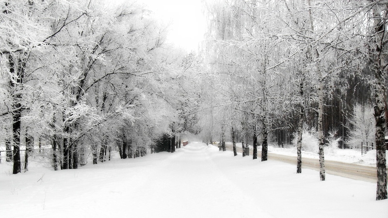 beauty in nature, day, snowing, no people, covering, plant, land, treelined, Snow, tree, scenics - nature, cold temperature, Avenue, tranquil scene, Sky