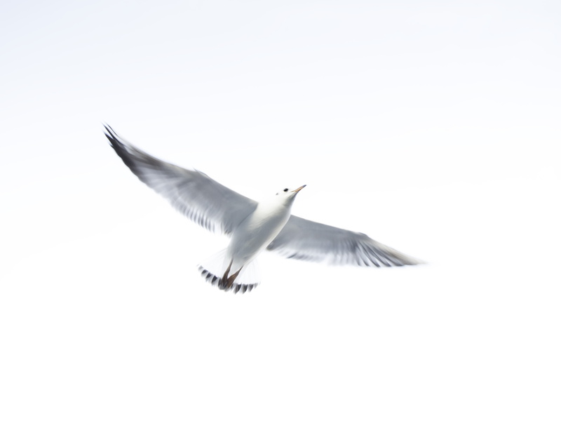 flight, sea Bird, white bird, seagull, 4K, backlight, animal Wing, hamburg, blue, nature, wildlife, Merge, white, sky, bird, flying, dom, animal, sea