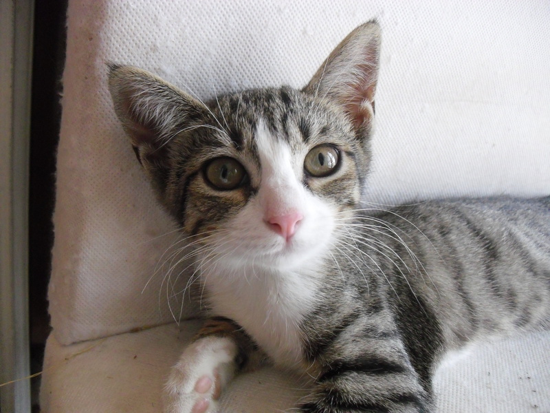 feline, looking at camera, relaxation, domestic, whisker, indoors, mammal, close-up, malai, pets, silver, kitten, animal body part, vertebrate, white, tabby