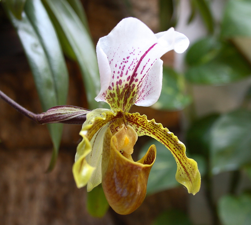 petal, yellow, flower, orquidea, pollen, beauty, iris - plant, focus on foreground, decoration, ornamental plant, freshness, vulnerability, growth, ornamental flower
