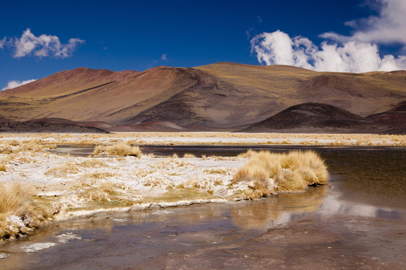 animal wildlife, day, atacama Desert, 2K, mammal, one animal, land, nature, sky, cloud - sky, animal, mountain range, climate, animal themes, beauty in nature