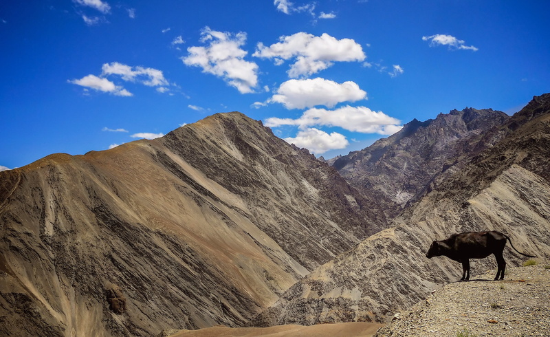 nature, mountain Peak, brown mountain, blue, sky, 2K, Ladakh, leh Village, cattle, animal, range, scenics, outdoors, cow, mountain range, travel, blue sky