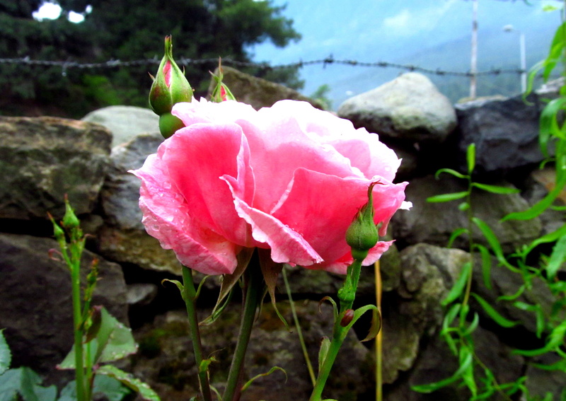 rose, kashmir, fragility, growth, plant part, day, india, flower head, freshness, inflorescence, vulnerability, nature, focus on foreground, pink, plant