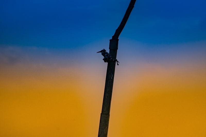 asia, nature, pole, lighting equipment, technology, beauty in nature, tree branch, tranquil scene, orange color, 5K, landscape, no people, color, travel