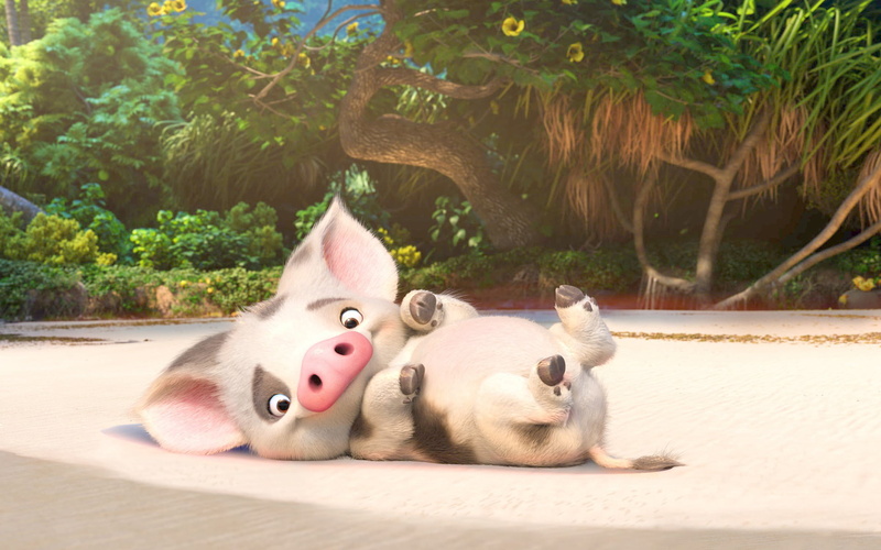 domestic, vertebrate, domestic animals, hollywood, no people, Hollywood Movies, dog, moana, looking at camera, pig, plant, portrait, animal head, mammal