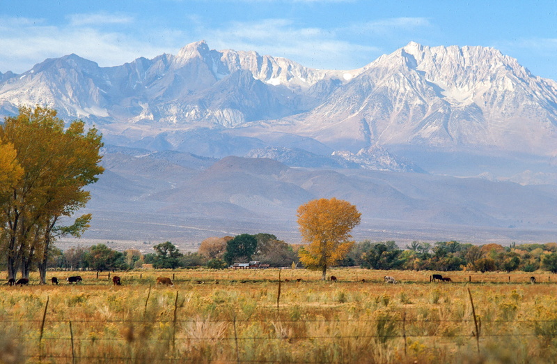 bishop, environment, sierra nevada, tranquil scene, travel destinations, cottonwood, leaves, land, yellow, no people, landscape, trees, bright, grass, autumnal