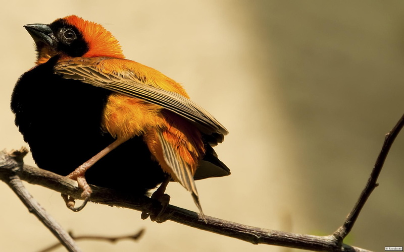 euplectes franciscanus, 1080P, small bird, bishop, orange, bird, animals, orange bishop