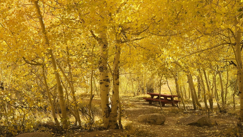 sierra mountains, aspen, 3d and abstract, picnic, 1080P, aspen picnic, bishop, california