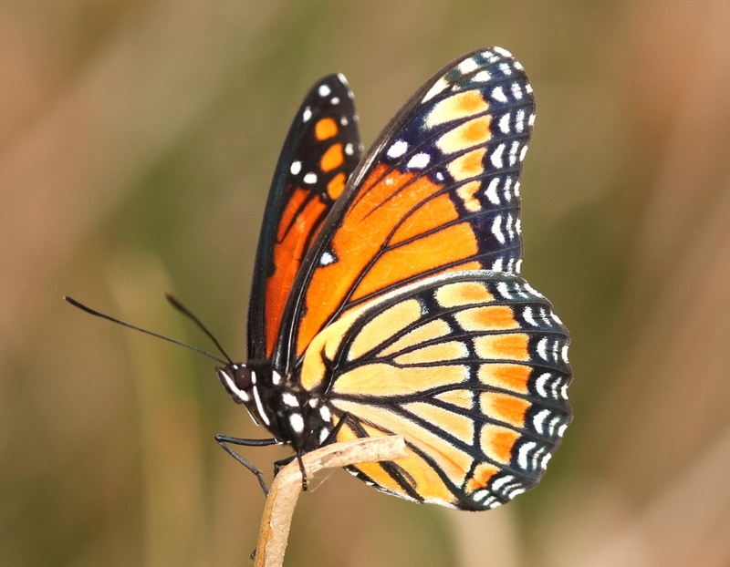 nature, animal Wing, beauty In Nature, orange, close-up, animal, multi Colored, insect, North Carolina, Richmond County, limenitis archippus, Viceroy, 1080P