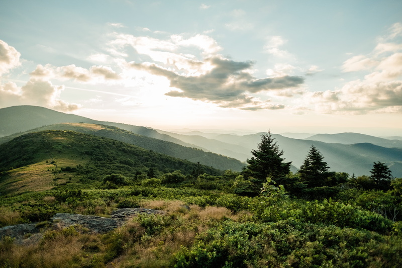 roan mountain, coniferous tree, balds, forest, united states, cloud - sky, land, scenics - nature, nature, mountain peak, tranquility, 5K, non-urban scene