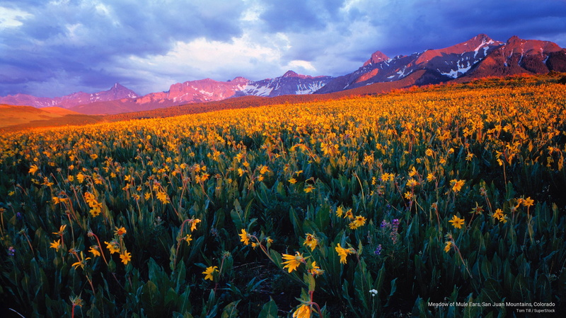 mule, meadow, colorado, ears, mountains, Spring/Summer, 2K, juan, san
