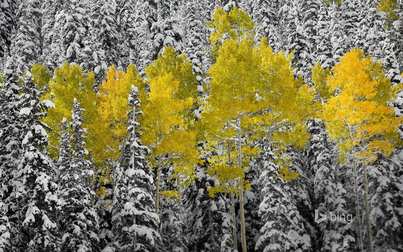 forest, Colorado, autumn, mountains San Juan, Aspen, leaves, spruce, USA, snow, 1080P