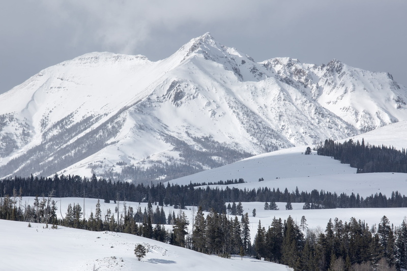 tree, pine woodland, mountain peak, cold temperature, snowcapped mountain, trees, usa, scenics - nature, tranquil scene, yellowstone national park, snow