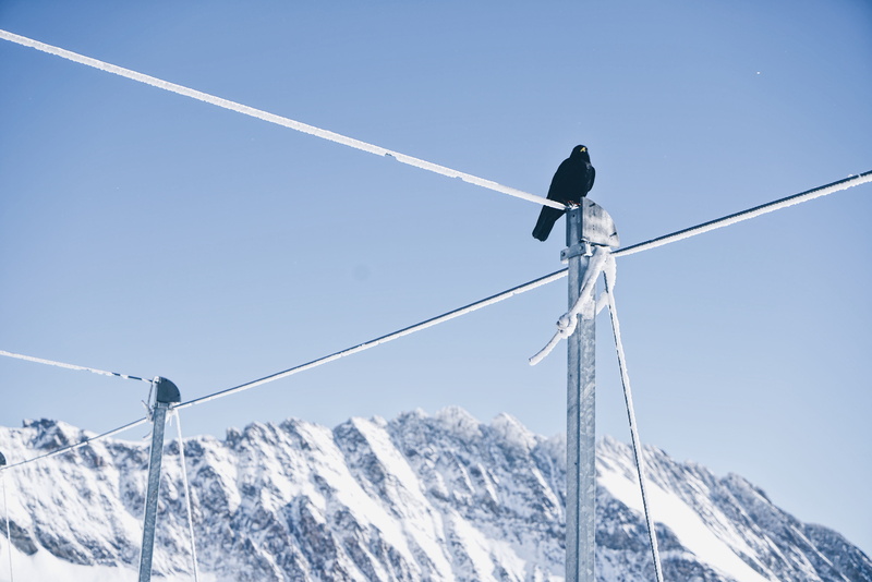 winter, beauty in nature, nature, clear sky, sunny, electricity, sky, post, day, outdoors, animal, snow, crow, bird, scenics - nature, mountain range, cold temperature
