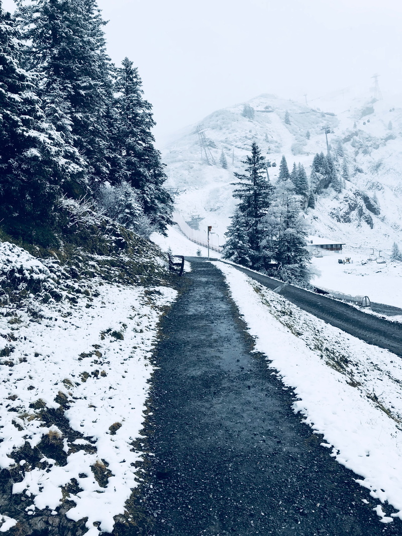forest, white color, lake, tree, day, mount titlis, gadmen, plant, outdoors, 4K, nature, road, diminishing perspective, beauty in nature, trees, beauty