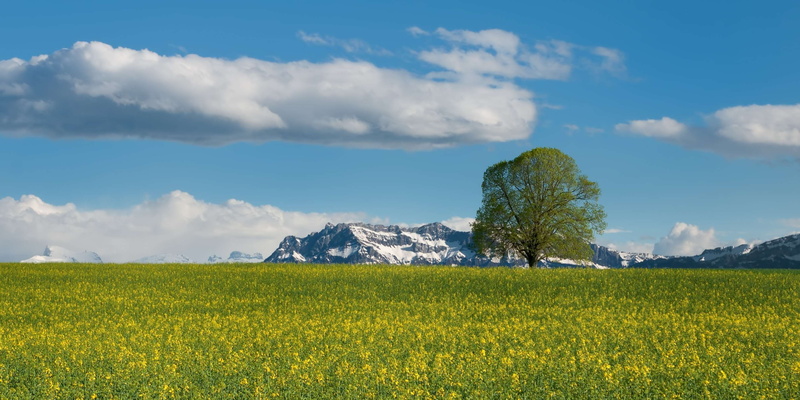 tree, landscape, agriculture, scenics - nature, no people, mountains, tranquil scene, tranquility, land, titlis, green, growth, oilseed rape, grass, beauty in nature