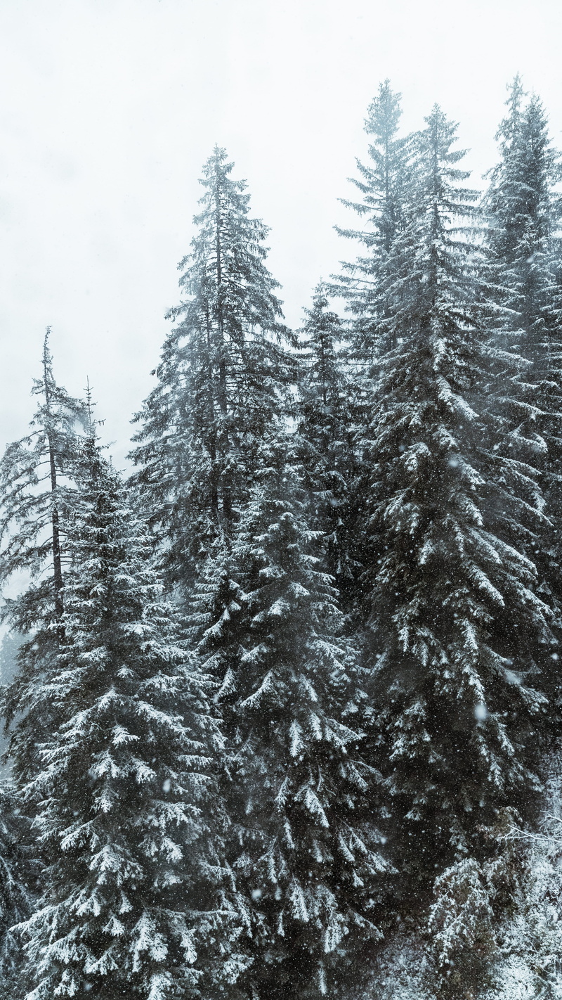 woodland, no people, day, coniferous tree, tranquility, non-urban scene, flora, fir tree, plant, abies, fir, pinetrees, covering, tree, pine, 5K, conifer
