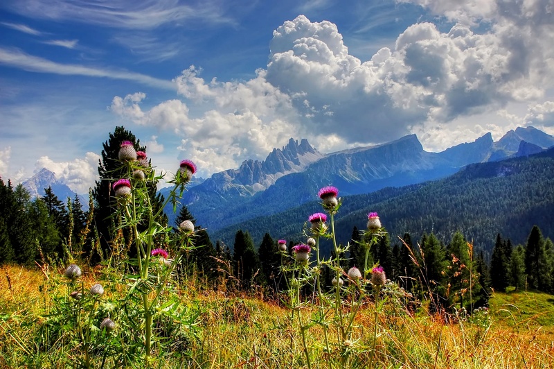 photograph, plant, scenics - nature, wild, 2K, landscape, hiking, beauty in nature, field, summer plant, growth, outdoors, blue, tranquility, flower, flowers
