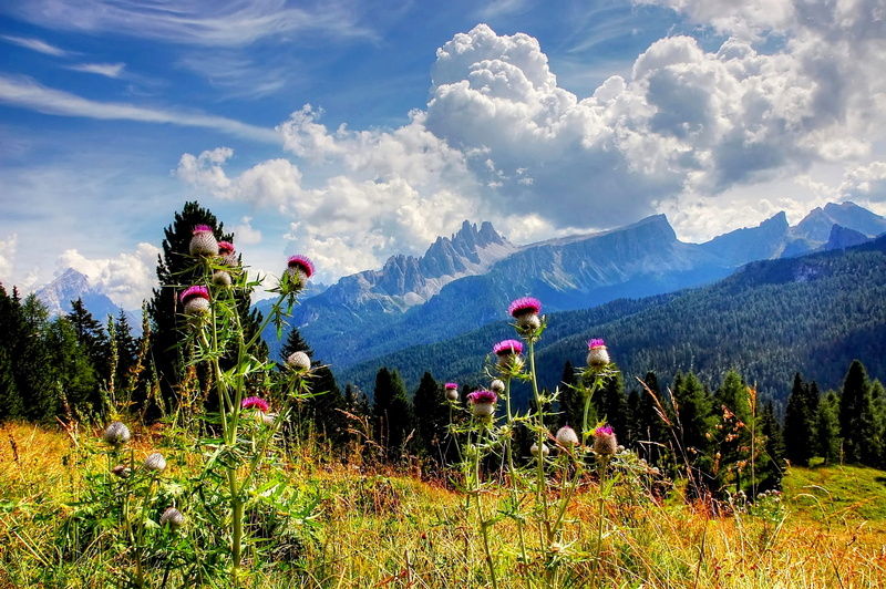 flowering plant, beauty in nature, belluno, tofane, flower, vacations, grass, hiking, growth, field, blue, sky, no people, scenic, cloud - sky, italy, environment