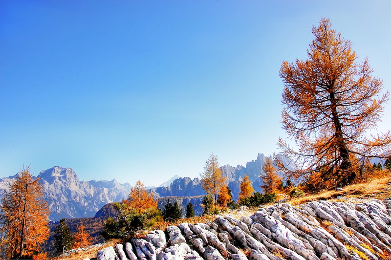 beauty in nature, croda da lago, plant, nature, tree, tranquil scene, alpine, alm, clear sky, mountain range, outdoors, day, cold temperature, mountains