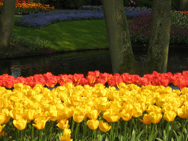 formal Garden, fiore, beauty In Nature, yellow, 2K, flower, Keukenhof, fiori, Leida, nature, outdoors, dei, Tulips, Leiden, garden, giardino, springtime