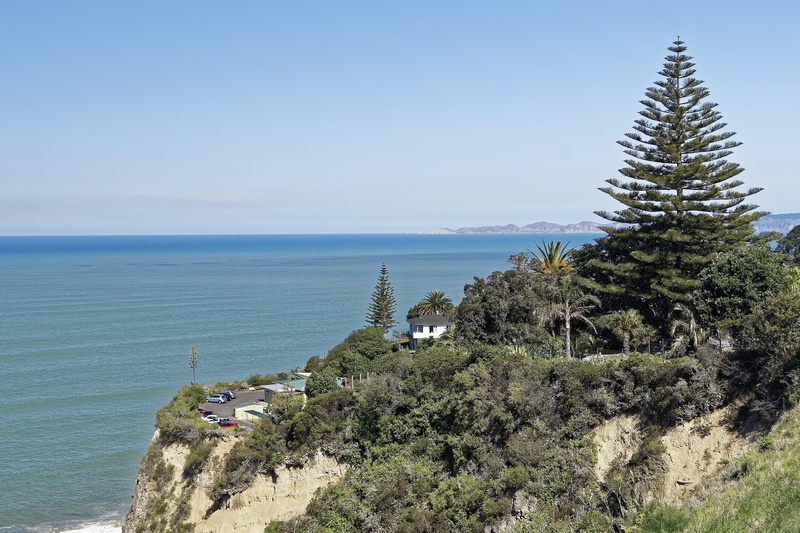 cactus, clear sky, no people, horizon over water, new zealand, coniferous tree, non-urban scene, scenics - nature, water, landscape, tranquil scene, napier
