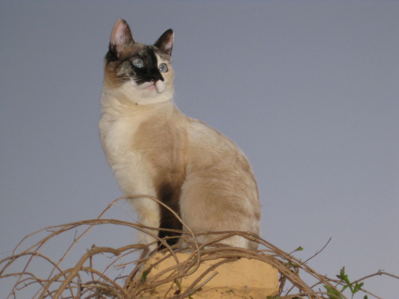 cats, animals, pets, 1080P, lookout, photography, queen, castle
