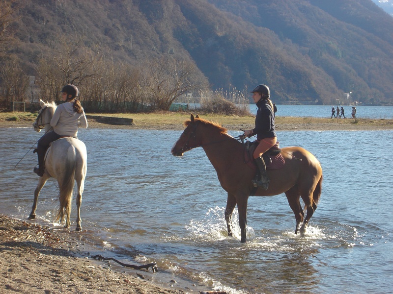 lugano, water, nature, leisure activity, land, domestic, mammal, domestic animals, one animal, day, outdoors, livestock, lake, real people, herbivorous