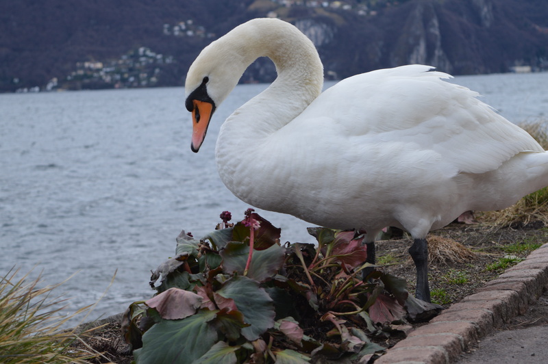5K, switzerland, plant, swan, lugano, day, animal themes, focus on foreground, vertebrate, rock, beauty in nature, white color, animal neck, lake, no people